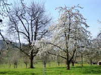 11 Cerisiers en fleurs dans l&#39;Ortenau Mösbach 10 04 2016 13